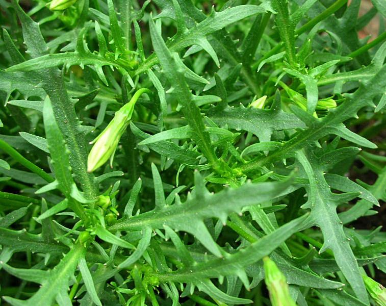 Laurentia axillaris (pianta coltivata)